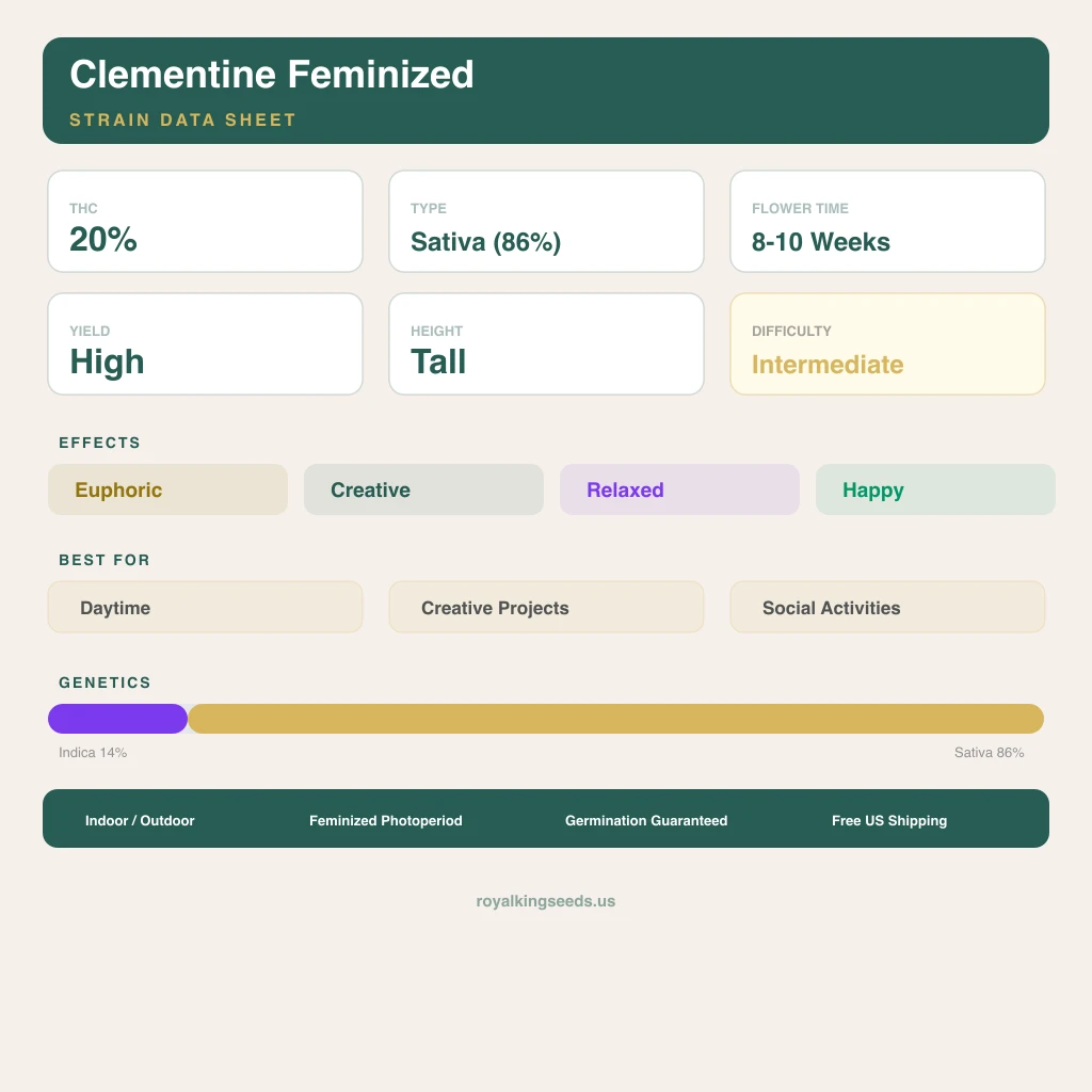 Clementine 14% indica / 86% sativa — flor con tricomas visibles