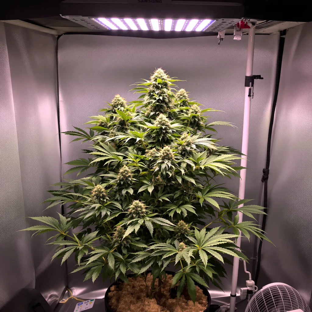 Planta de cannabis Cold War Kush en fase de floración — 90-130 cm feminizada