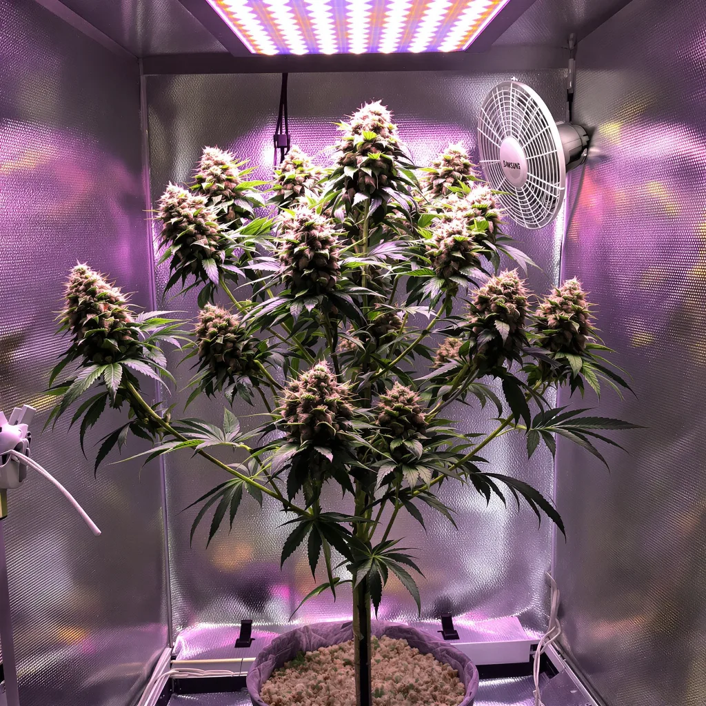 Planta de cannabis Colombian Gold en fase de floración — 120-180 cm feminizada