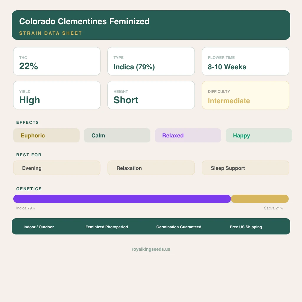 Colorado Clementines 79% indica / 21% sativa — flor con tricomas visibles