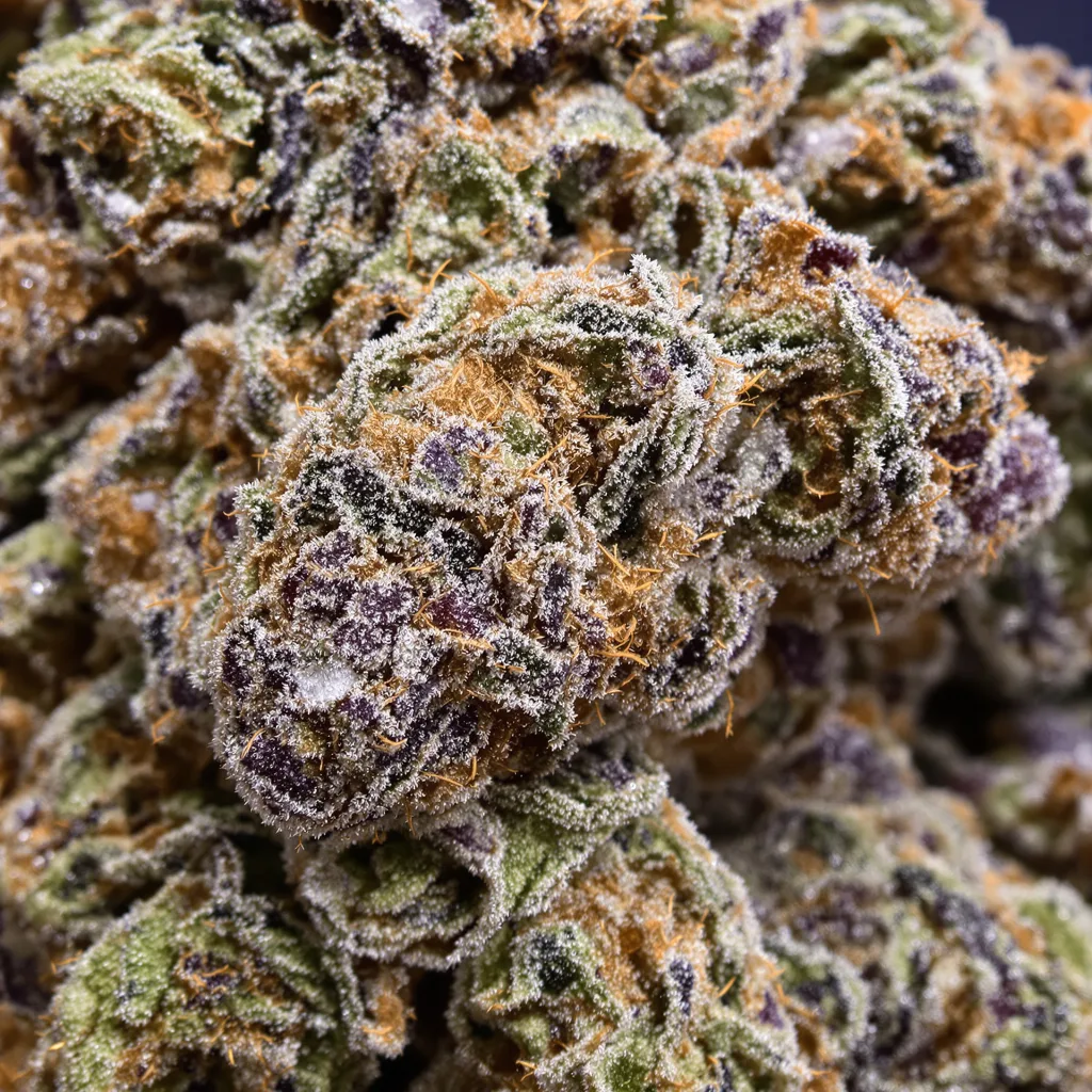 Primer plano de cogollo de cannabis Colorado Clementines mostrando cálices densos con tonos morados