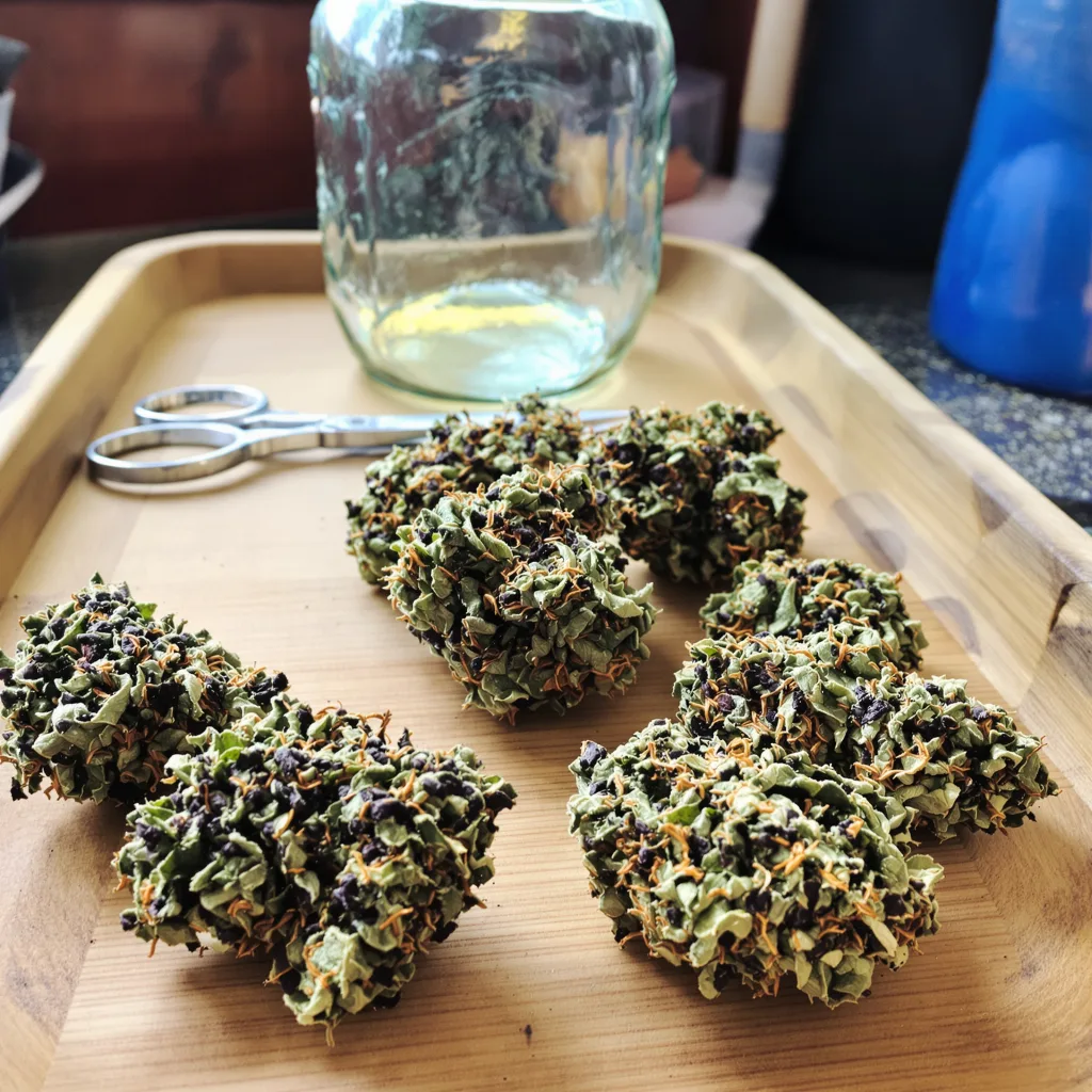 Conspiracy Kush 74% indica / 26% sativa — flor con tricomas visibles