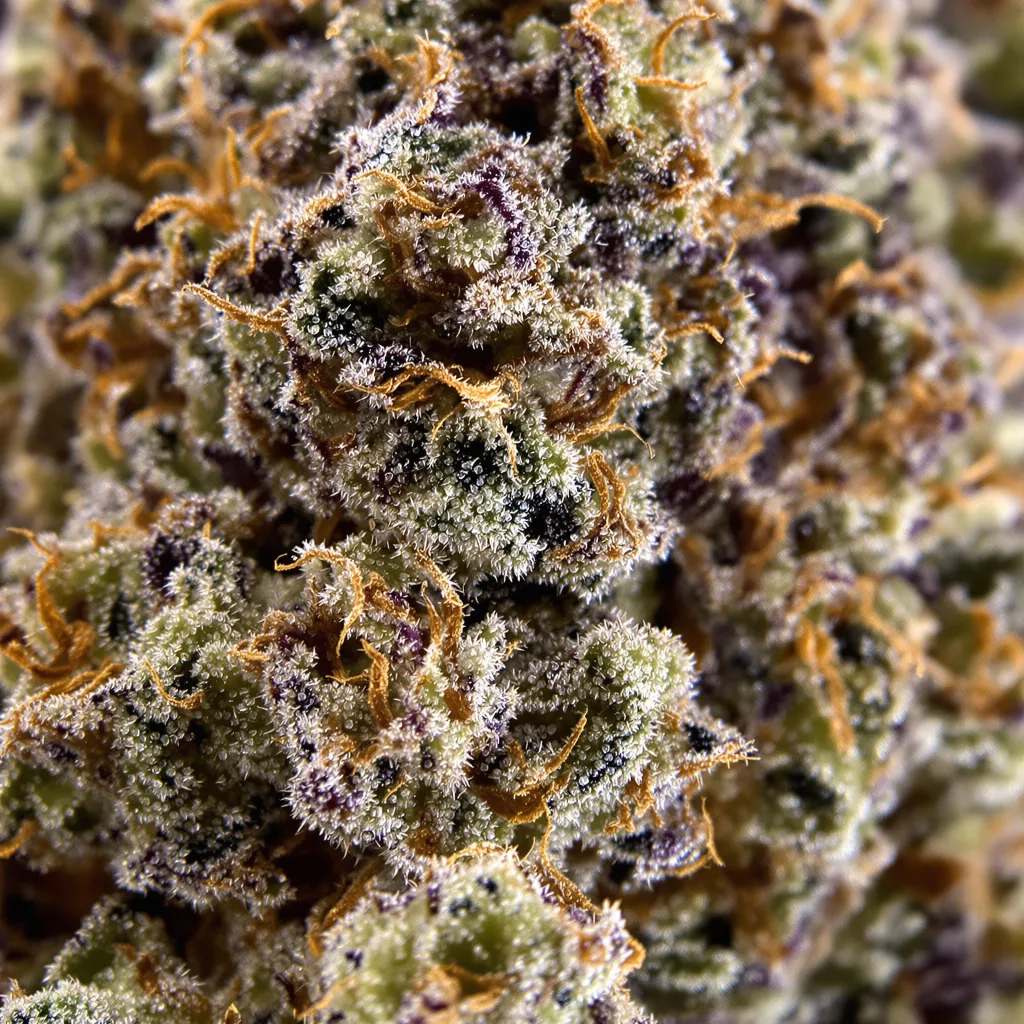 Primer plano de cogollo de cannabis Conspiracy Kush mostrando cálices densos con tonos morados