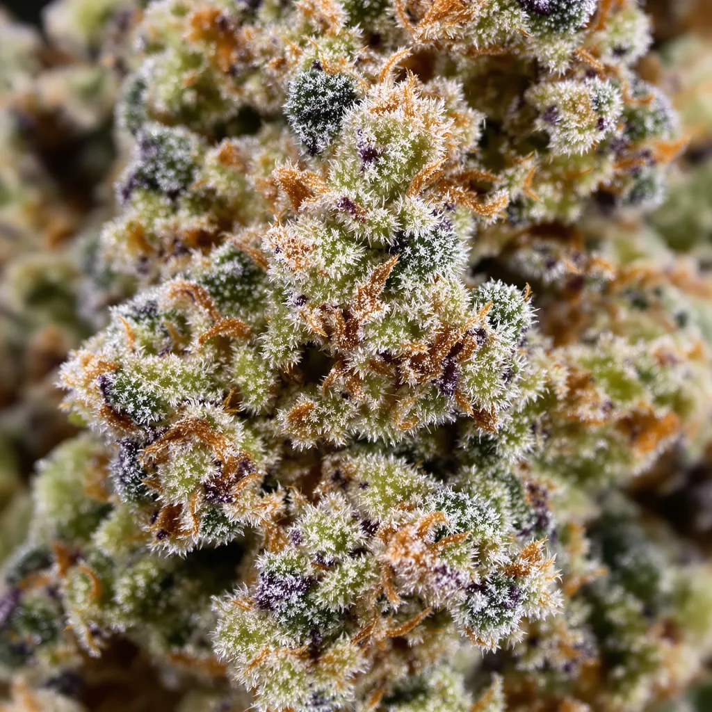 Primer plano de cogollo de cannabis Cookie Breath mostrando estructura equilibrada con tricomas escarchados