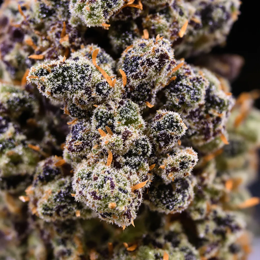 Primer plano de cogollo de cannabis Cookie Jar mostrando cálices densos con tonos morados