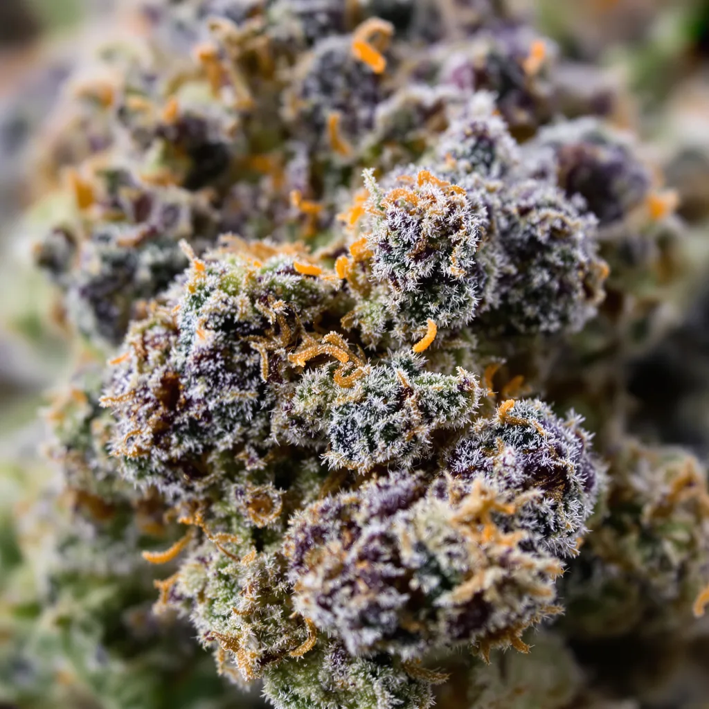 Primer plano de cogollo de cannabis Cookie Monster mostrando cálices densos con tonos morados