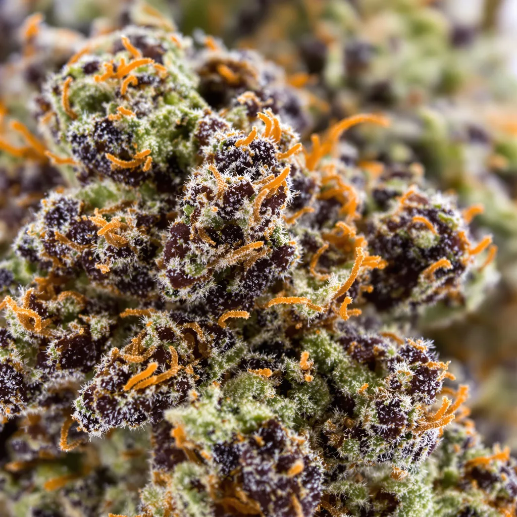 Primer plano de cogollo de cannabis Cookies Kush mostrando cálices densos con tonos morados