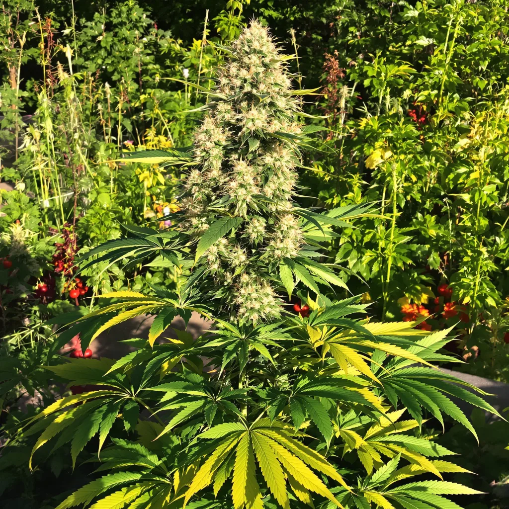 Corkscrew 57% indica / 43% sativa — flor con tricomas visibles