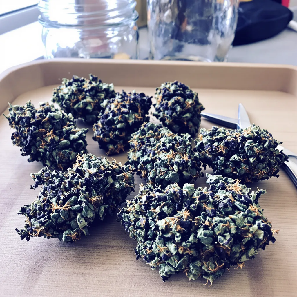 Cornbread 88% indica / 12% sativa — flor con tricomas visibles