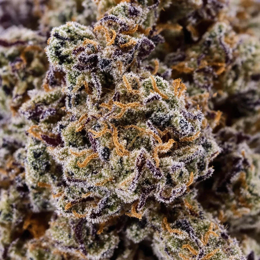 Primer plano de cogollo de cannabis Cornbread mostrando cálices densos con tonos morados