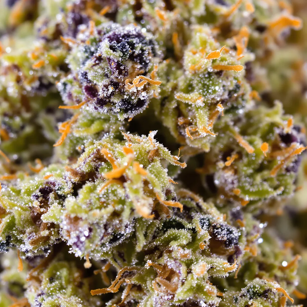 Primer plano de cogollo de cannabis Cotton Candy Kush mostrando estructura equilibrada con tricomas escarchados