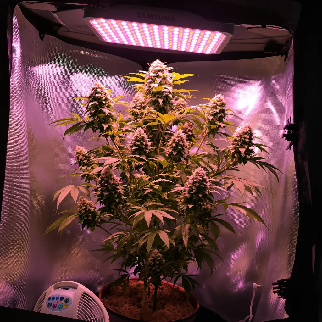 Planta de cannabis Couch Lock Mixpack en fase de floración — 120-180 cm feminizada