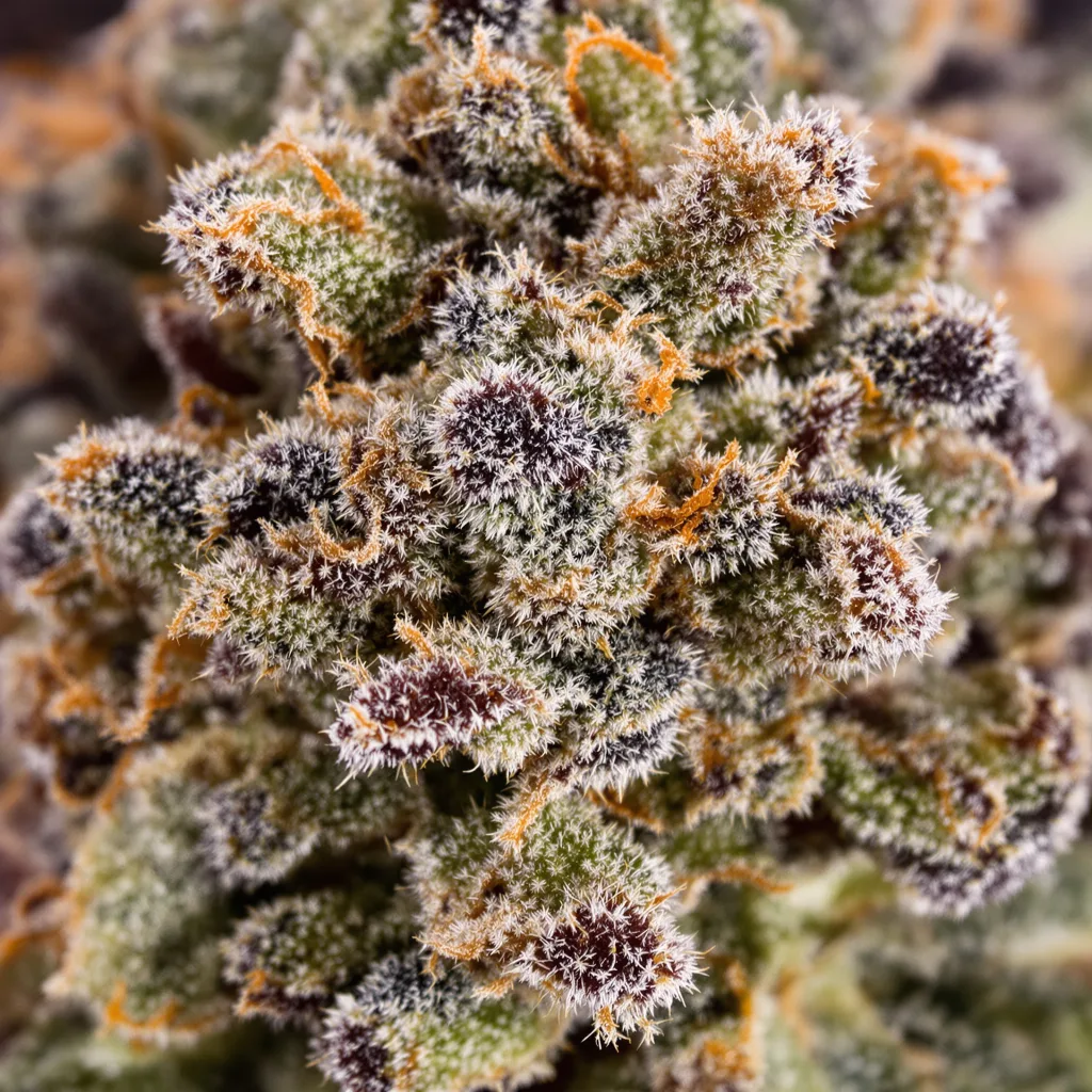 Primer plano de cogollo de cannabis Cream mostrando cálices densos con tonos morados