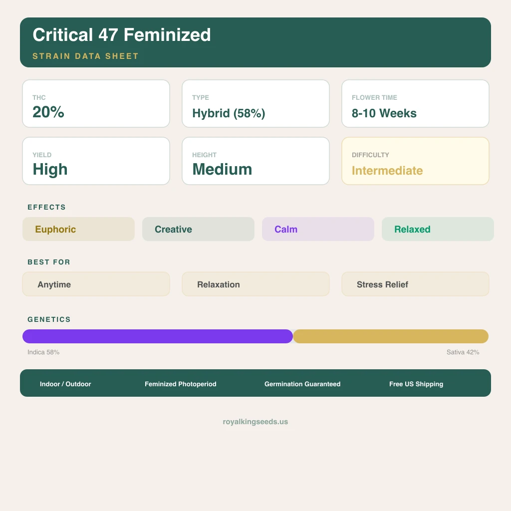 Critical 47 58% indica / 42% sativa — flor con tricomas visibles