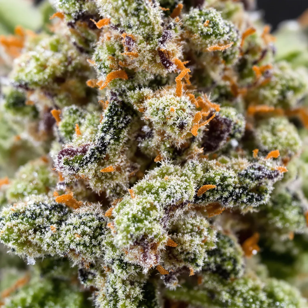 Primer plano de cogollo de cannabis Critical 47 mostrando estructura equilibrada con tricomas escarchados
