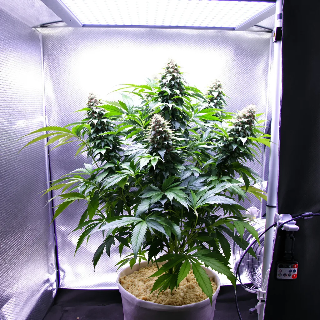 Planta de cannabis Critical Bilbo en fase de floración — 90-130 cm feminizada