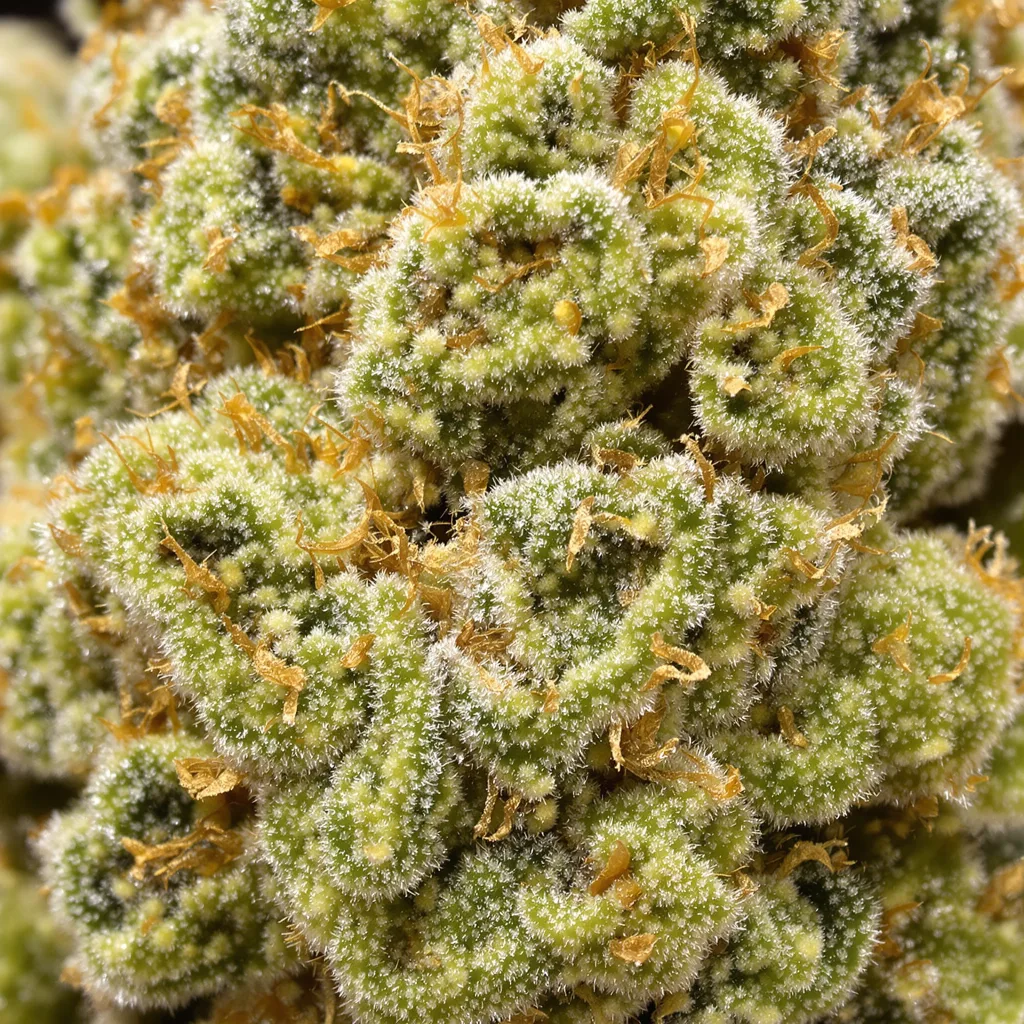 Primer plano de cogollo de cannabis Critical Crack mostrando estructura aireada verde lima