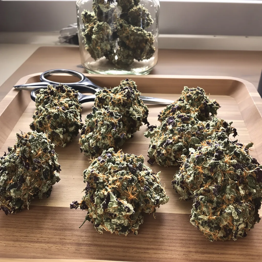 Critical Fast Bud 70% indica / 30% sativa — flor con tricomas visibles