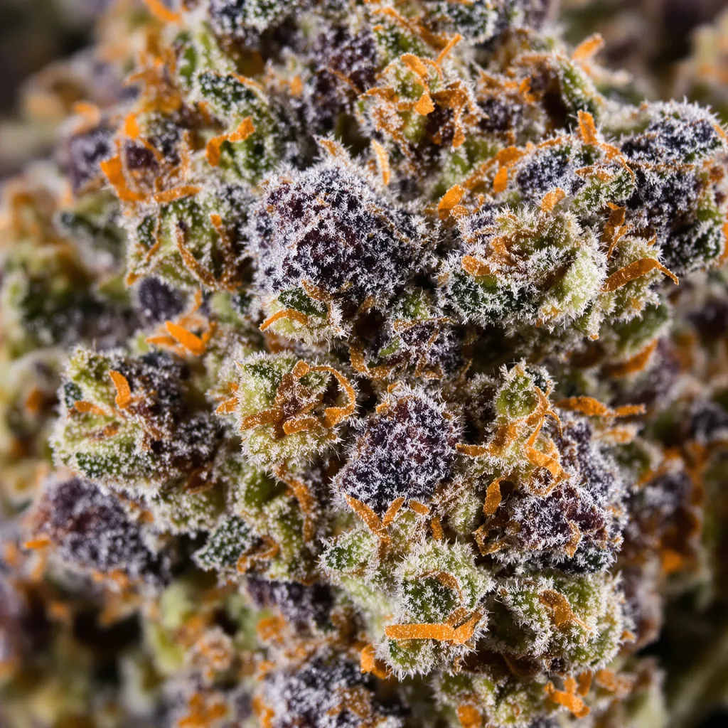 Primer plano de cogollo de cannabis Critical Kush mostrando cálices densos con tonos morados