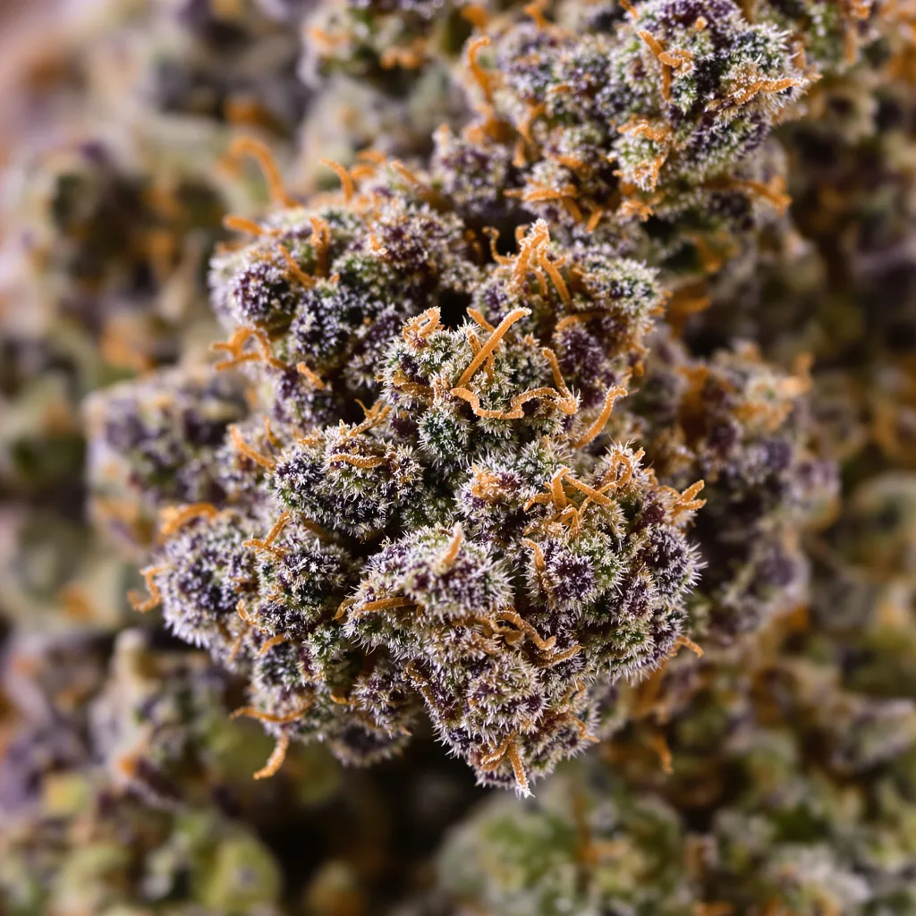 Primer plano de cogollo de cannabis Critical Kush mostrando cálices densos con tonos morados
