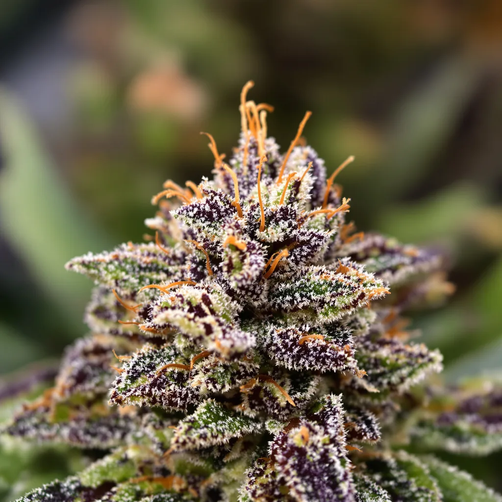 Primer plano de cogollo de cannabis Critical Purple mostrando cálices densos con tonos morados
