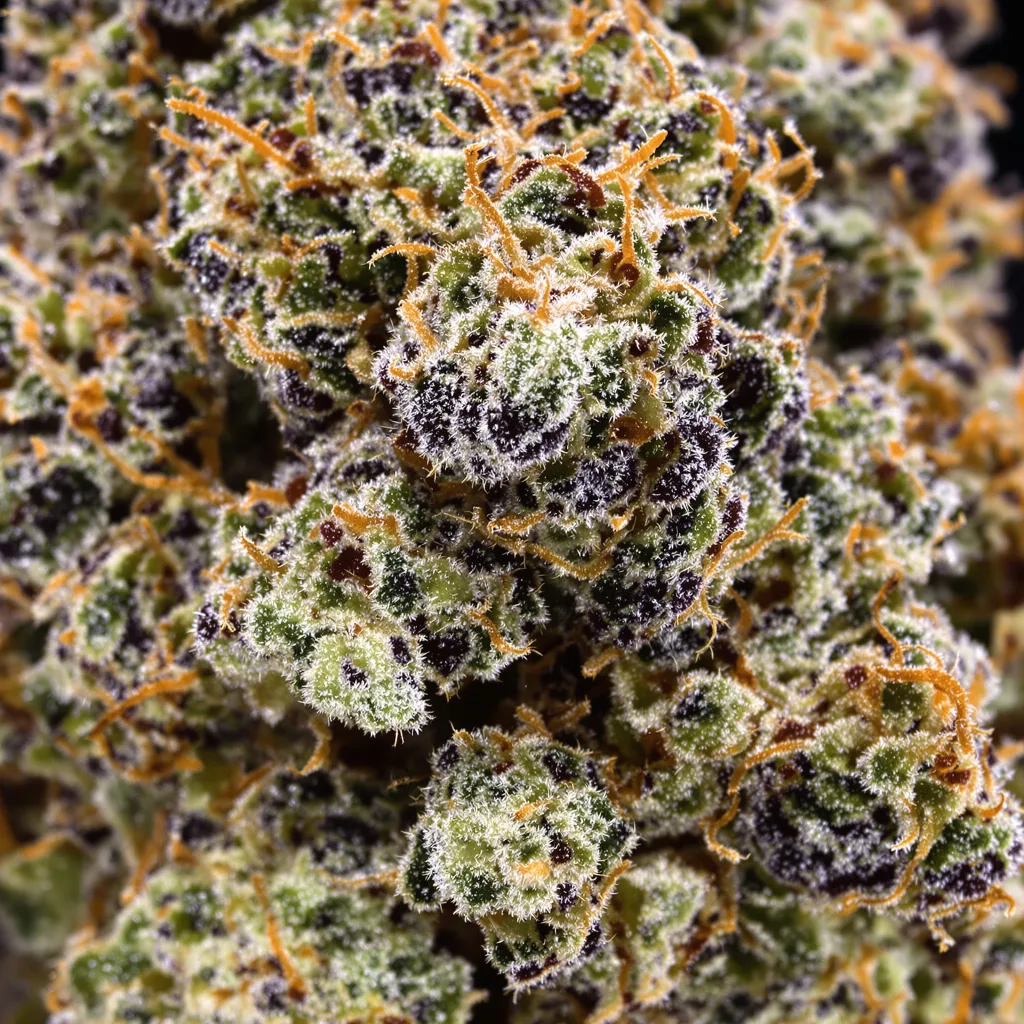 Primer plano de cogollo de cannabis Critical Sensi Star mostrando cálices densos con tonos morados