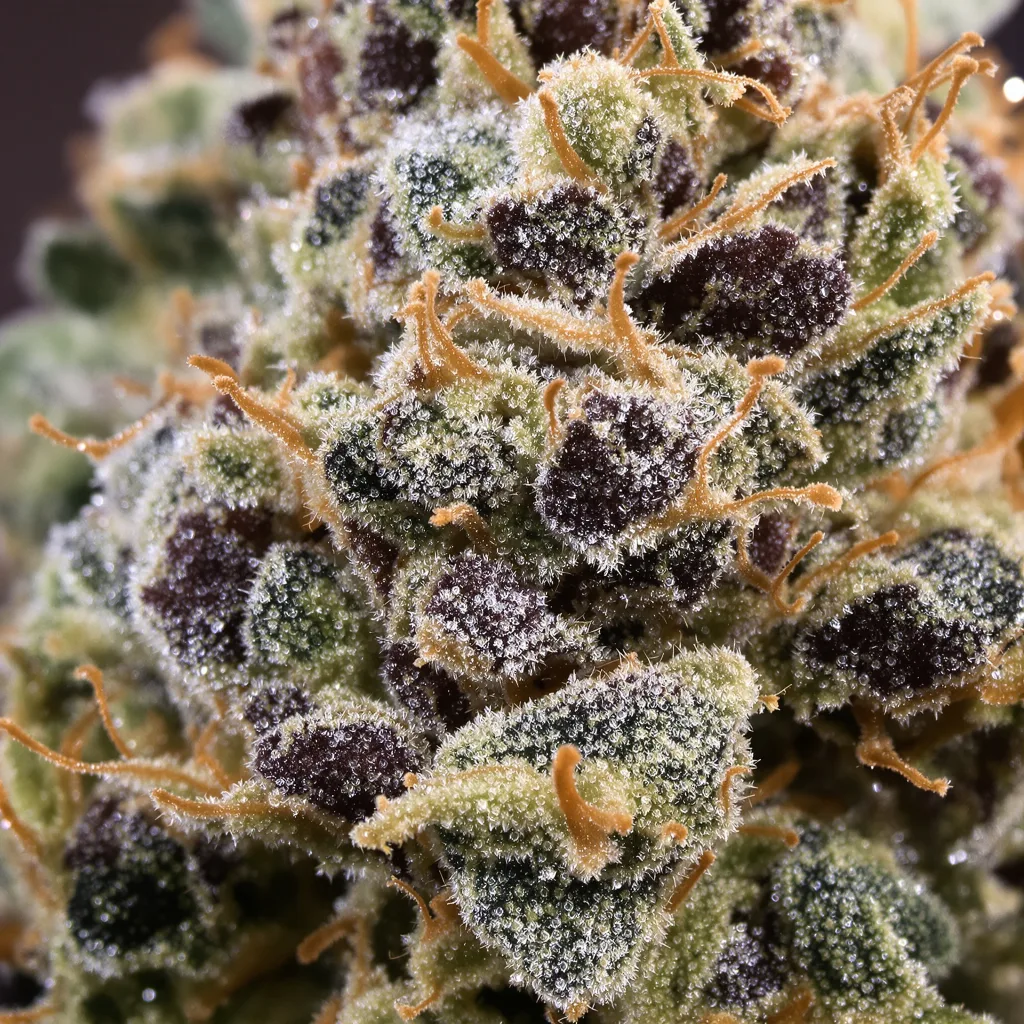 Primer plano de cogollo de cannabis Crouching Tiger Hidden Alien mostrando cálices densos con tonos morados