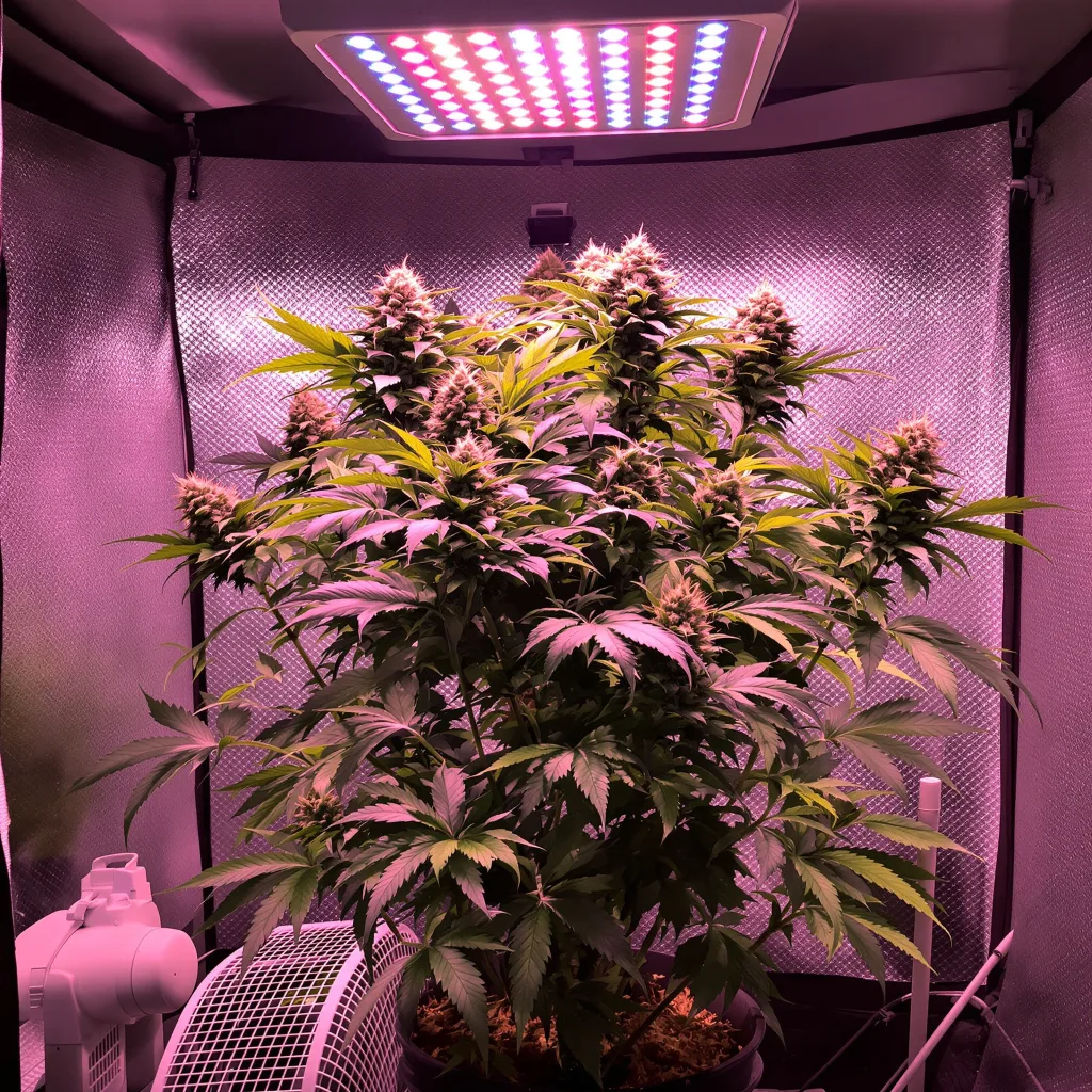 Planta de cannabis Crown OG en fase de floración — 60-100 cm autofloración