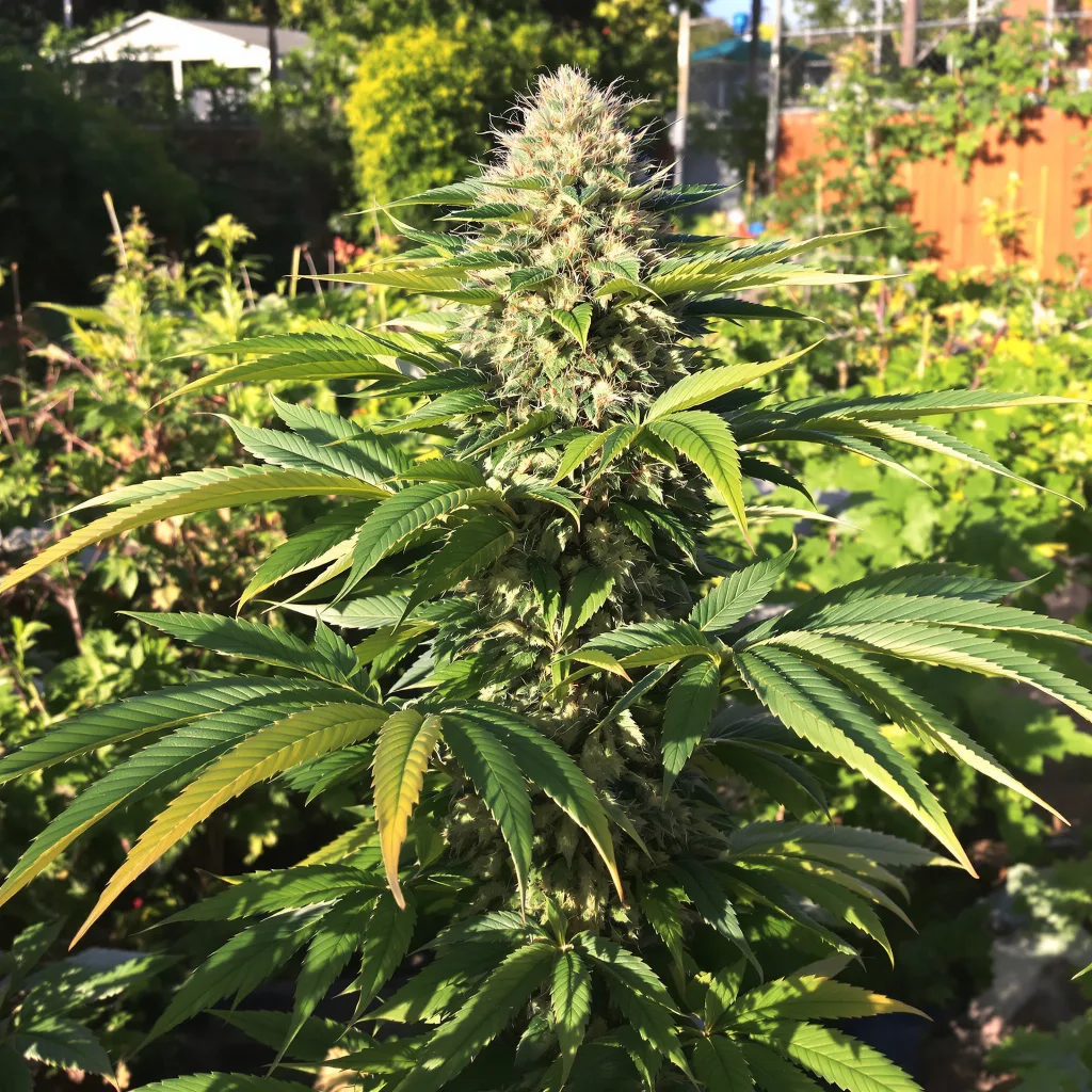 Crown OG 70% indica / 30% sativa — flor con tricomas visibles