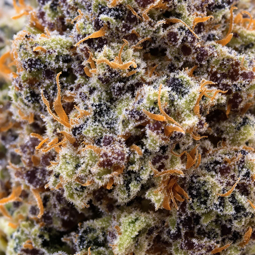 Primer plano de cogollo de cannabis Crown Royale mostrando cálices densos con tonos morados