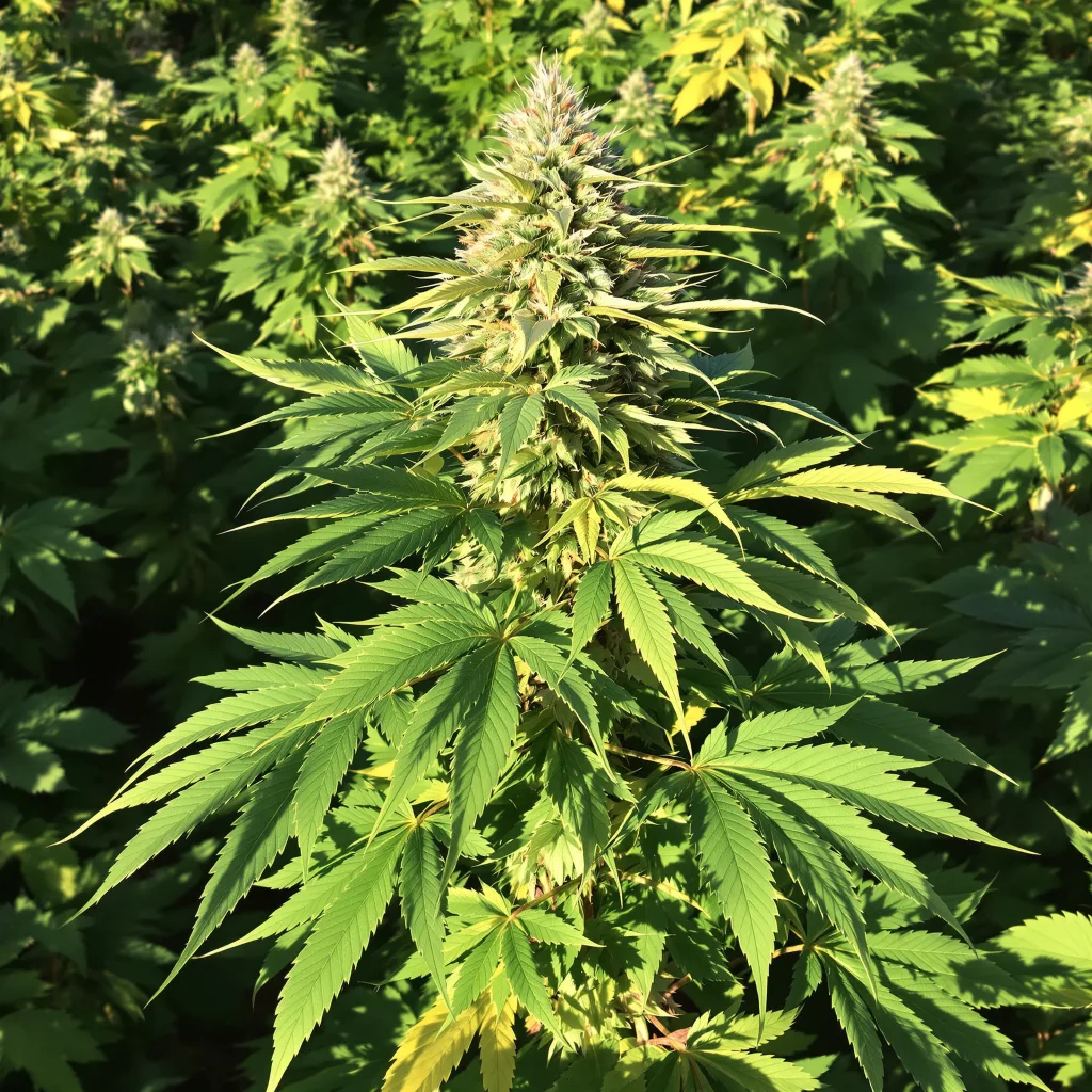Dairy Queen 82% indica / 18% sativa — flor con tricomas visibles
