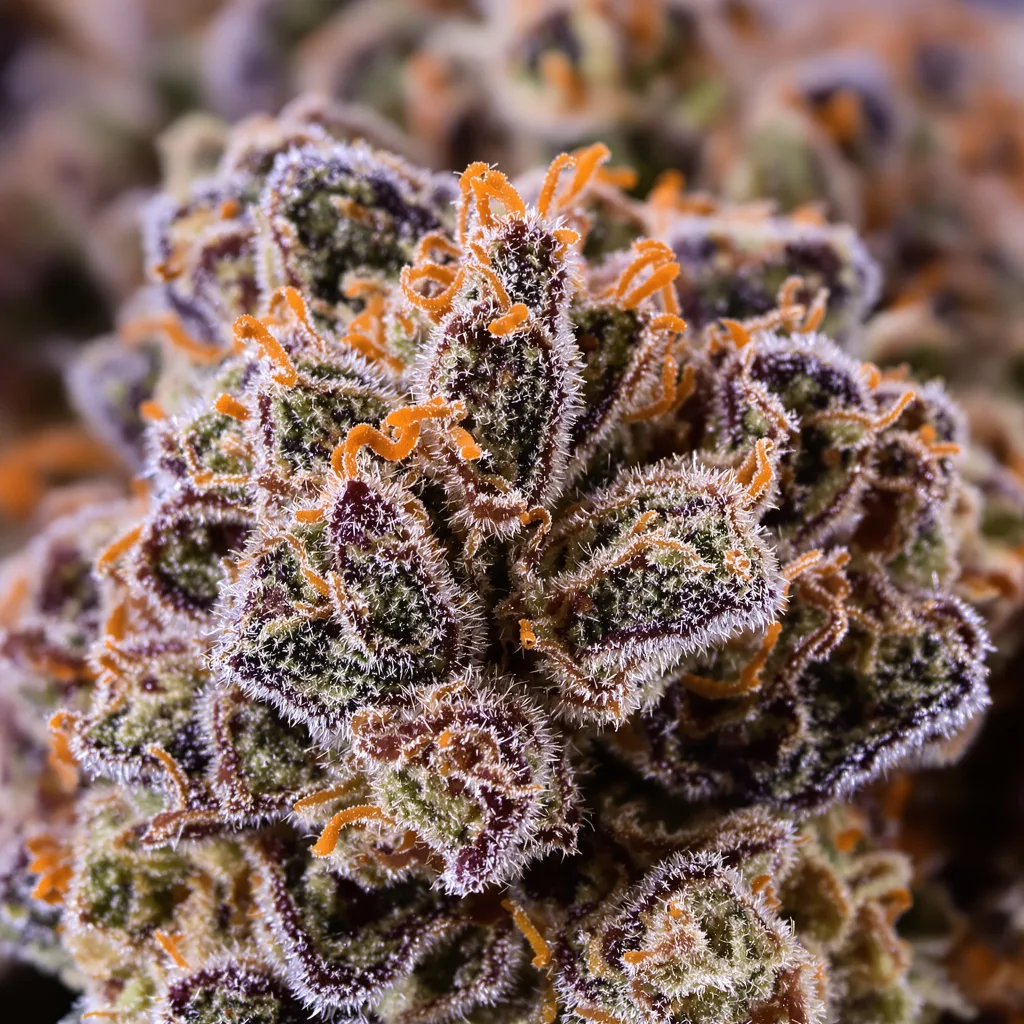 Primer plano de cogollo de cannabis Danky Doodle mostrando cálices densos con tonos morados