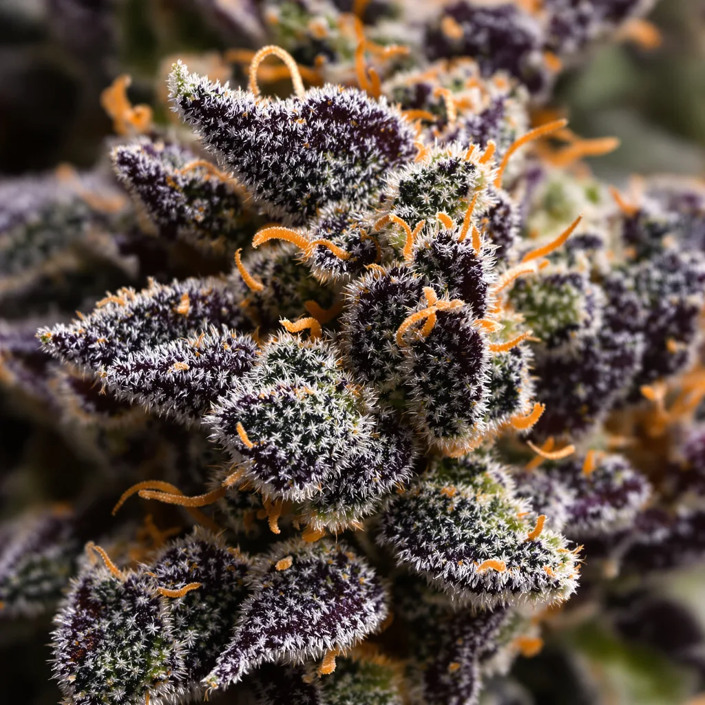 Primer plano de cogollo de cannabis Dark Star mostrando cálices densos con tonos morados