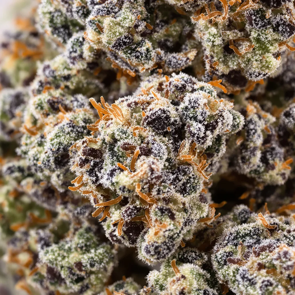 Primer plano de cogollo de cannabis Darth Vader OG mostrando cálices densos con tonos morados