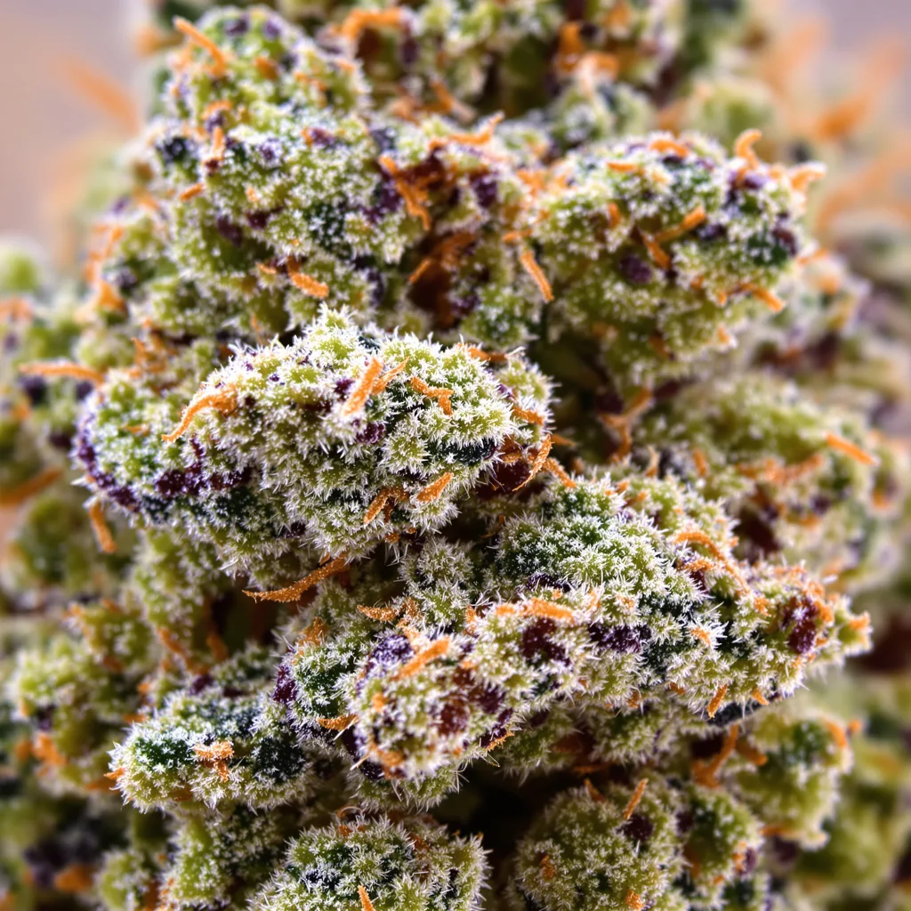 Primer plano de cogollo de cannabis Deadhead OG mostrando estructura abierta con pistilos naranjas