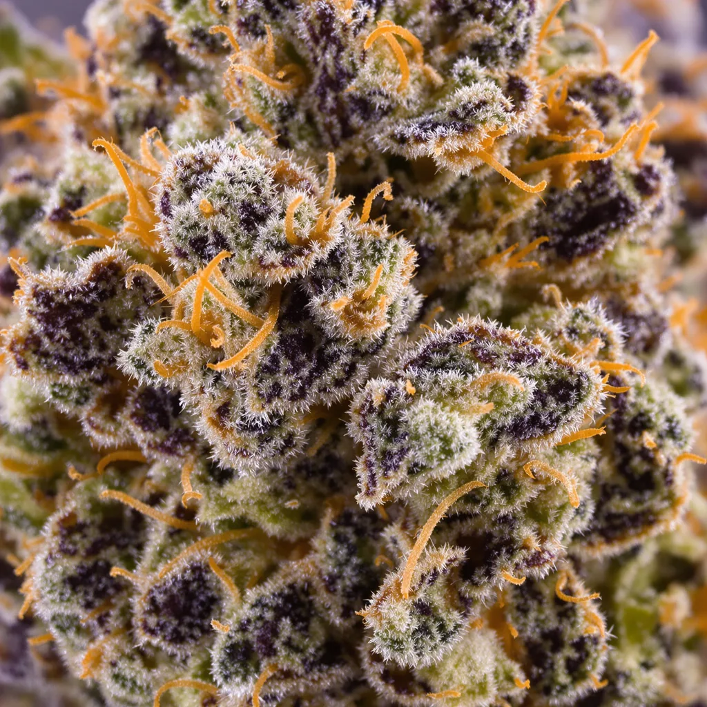 Primer plano de cogollo de cannabis Death Bubba mostrando cálices densos con tonos morados