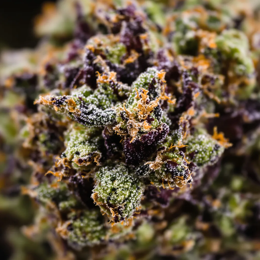 Primer plano de cogollo de cannabis Death Star mostrando cálices densos con tonos morados