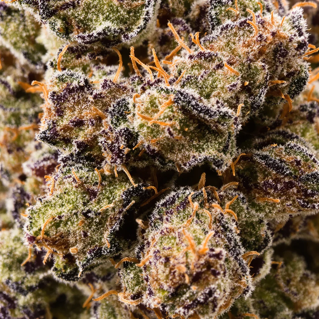 Primer plano de cogollo de cannabis Death Star mostrando cálices densos con tonos morados