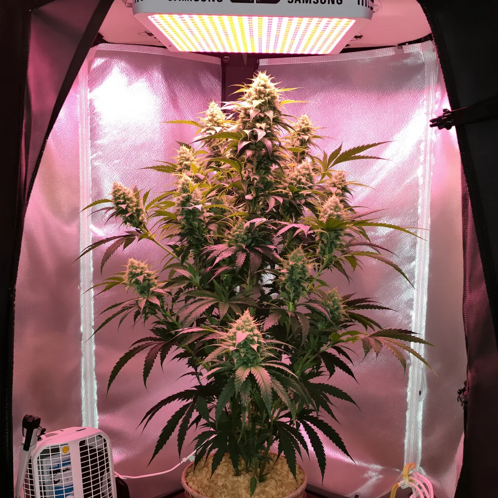 Planta de cannabis Death Star OG en fase de floración — 60-100 cm autofloración