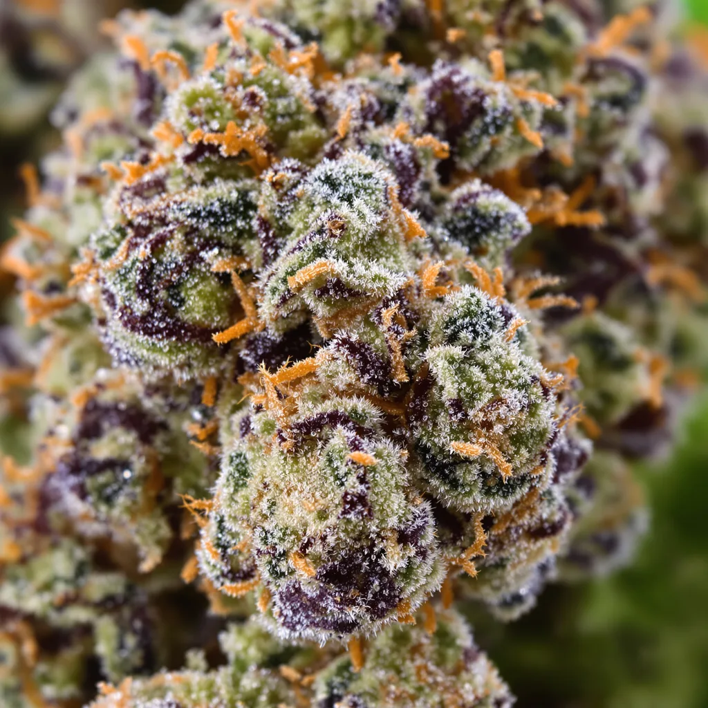 Primer plano de cogollo de cannabis Denver Maple mostrando cálices densos con tonos morados