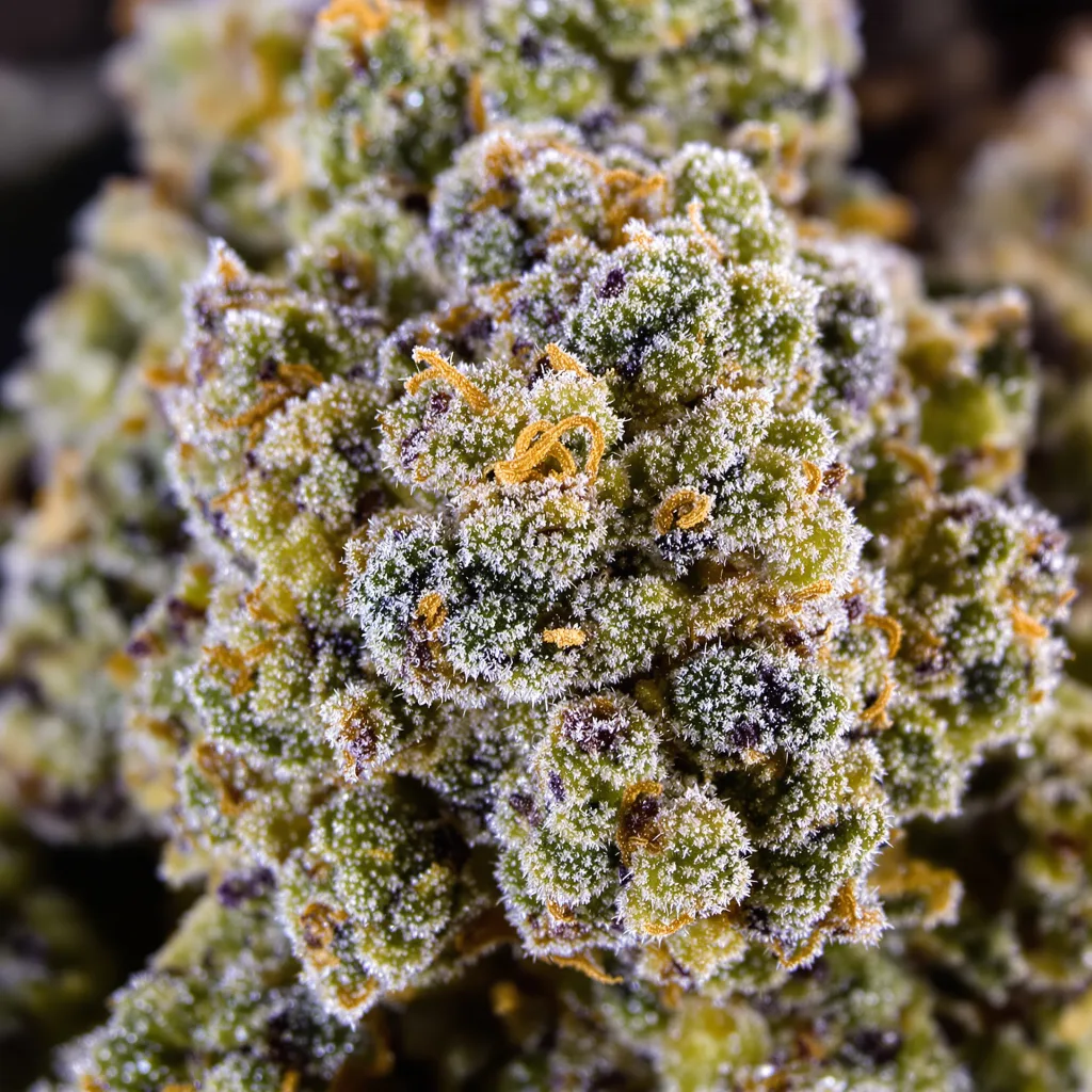 Primer plano de cogollo de cannabis Diamond OG mostrando estructura equilibrada con tricomas escarchados