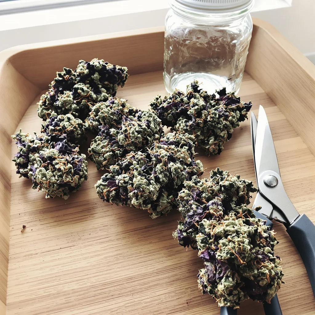 Dinachem 67% indica / 33% sativa — flor con tricomas visibles