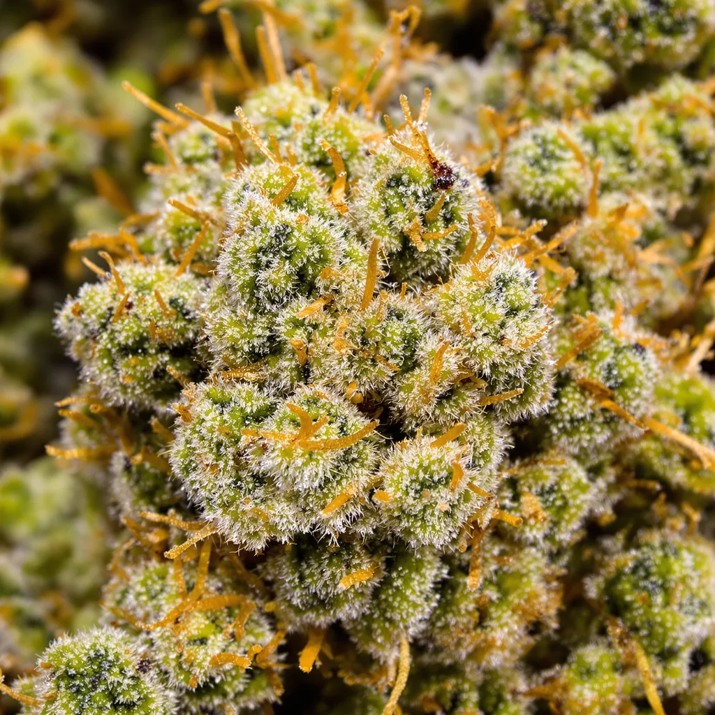 Primer plano de cogollo de cannabis Dizzy OG mostrando estructura aireada verde lima