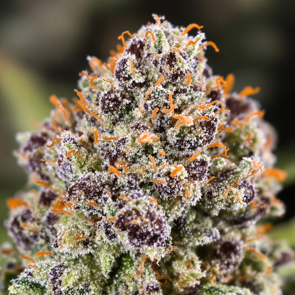 Primer plano de cogollo de cannabis Double Bubble mostrando estructura equilibrada con tricomas escarchados