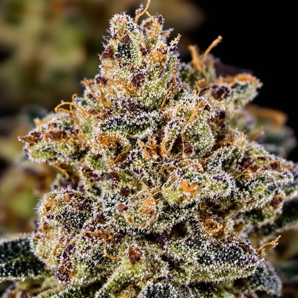 Primer plano de cogollo de cannabis Double Tangie Banana mostrando cálices densos con tonos morados