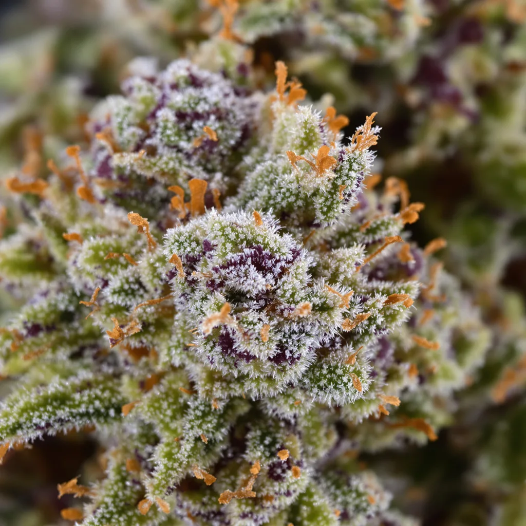 Primer plano de cogollo de cannabis Dragon's Breath mostrando estructura equilibrada con tricomas escarchados