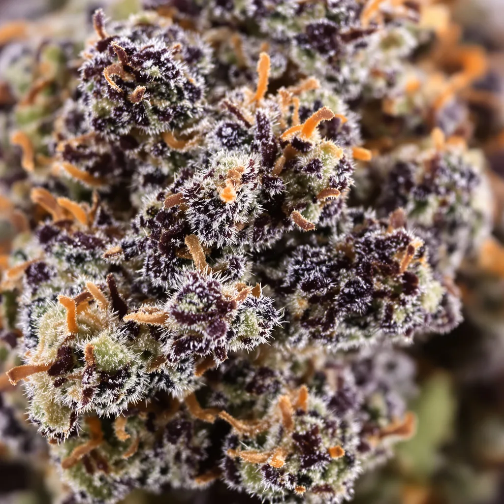 Primer plano de cogollo de cannabis Dream Berry mostrando cálices densos con tonos morados