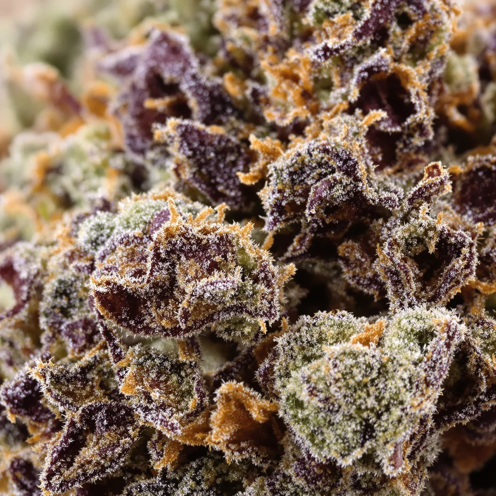 Primer plano de cogollo de cannabis Dream Police mostrando cálices densos con tonos morados