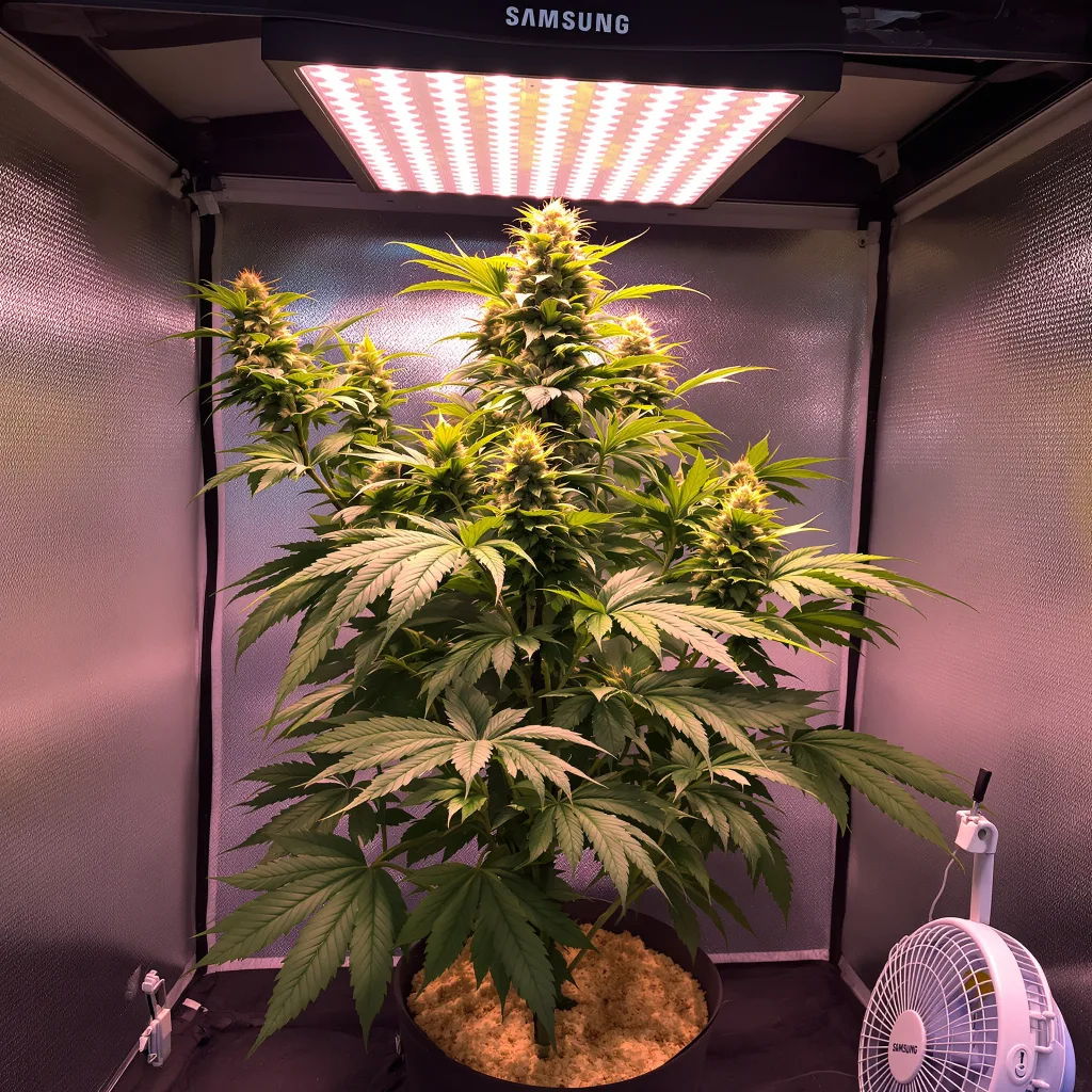 Planta de cannabis Dream Queen en fase de floración — 60-100 cm autofloración