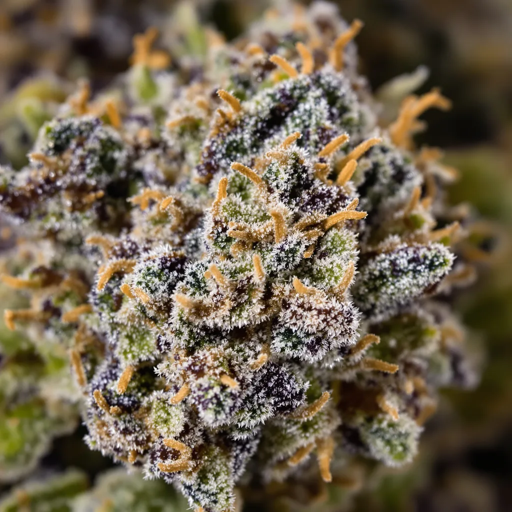 Primer plano de cogollo de cannabis Dream Queen mostrando cálices densos con tonos morados